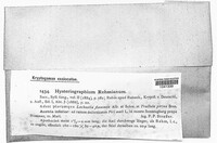 Hysterographium rehmianum image